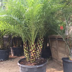 Palm Tree
