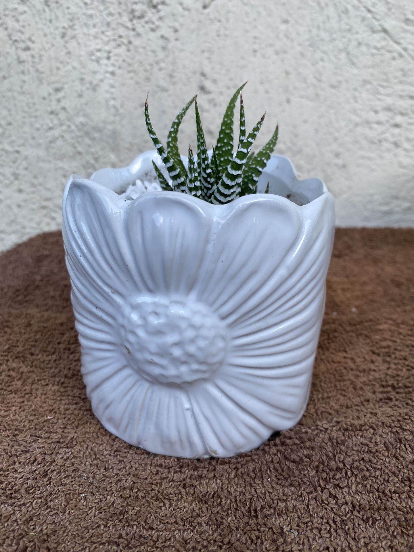 Succulents In White  Pot Zebra Plant 