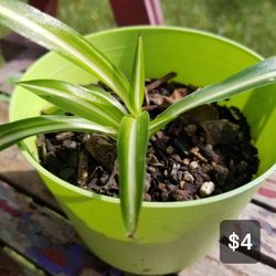 Small Variegated Spider Plant in Pot