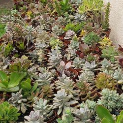 Succulents And Cactus 
