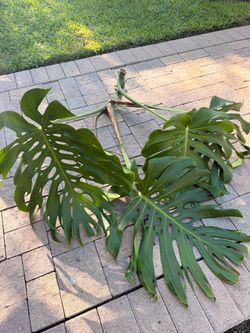 Monstera deliciosa/Costilla de Adán.