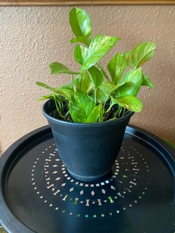 Teléfono, Ivy, Pothos