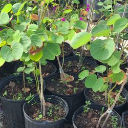 pata de vaca tree flower purple 2.5gallon 3ft tall