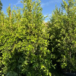 15gallon Ficus Privacy Hedge