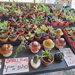 3/9-10 This Weekend Selection At Jason's Local Garden Located In New River Grove In Davie 5660 Griffin Road. 10%for Offerup Customers 