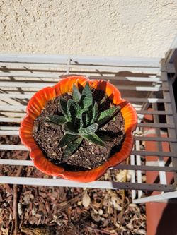 Haworthia Succulent in Orange Ceramic Pot
