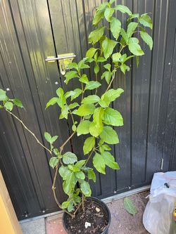 Planta demuicle (honeysuckle)