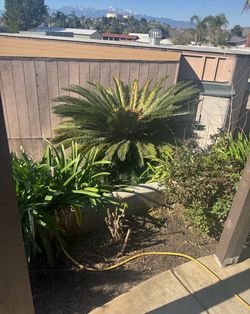 Sego Palms and pups