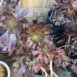 Plants Black Rose In 5 Gallon Pots 