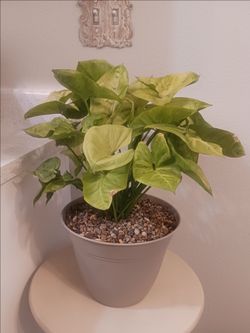 $10 Arrowhead Plant