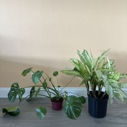 House Plants $15 Each
