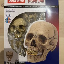 Supreme 4D Model Human Skull