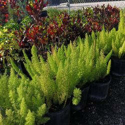 Foxtail Fern Plants 3gl 🪴$6