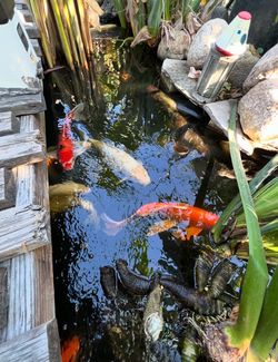 Koi fish - please see Craiglist post for details