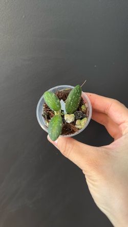 Hoya vl9 variegated