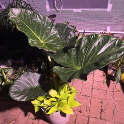   Taro Plant With Cascading Neon Pothos Under