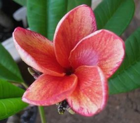 Plumeria, Jim Little Cultivator
( DORIC ) 1 Tip Professionally Grafted.
Fully Rooted Cutting In Pot