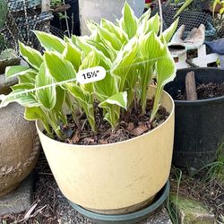 Hosta Potted Plant Live 