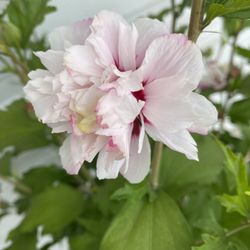 Hibiscos Blooming Plant, In 5 Gallons Pot Pick Up Only