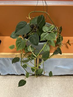 Healthy Heartleaf Philodendron 
