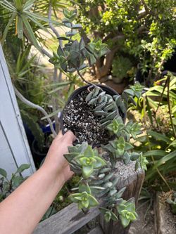 Variegated Succulent