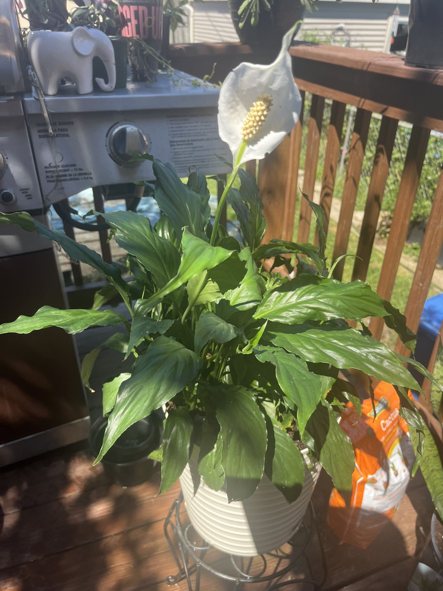 Peace Lily Plant in 10” Pot