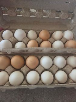Fresh eggs