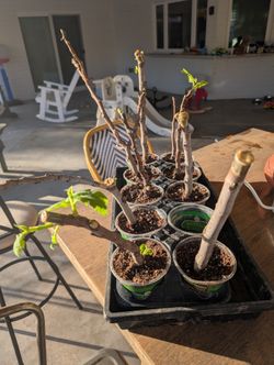 Rooted Tiger Panache Fig Tree
