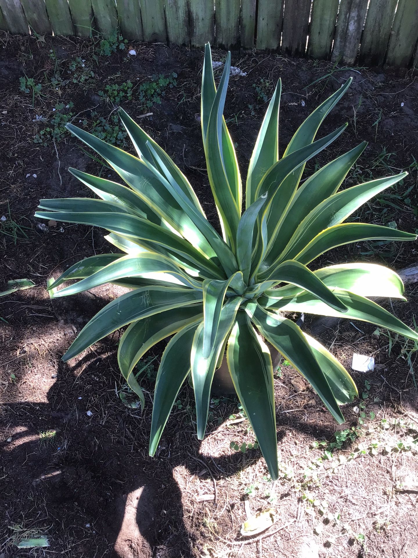 AGAVE DESMETTIANA 'VARIEGATA. Variegated Smooth Agave . Beautiful Plant . No Maintenance . Large I Also Have Smaller And Different Variate