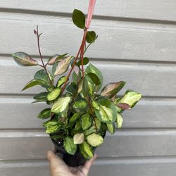 6” Hoya Australis Lisa