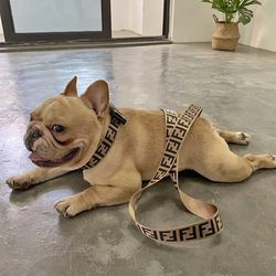 designer dog harness