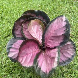CALATHEA /PRAYER PLANTS (Air Purifying Home or Office) 6” Pot