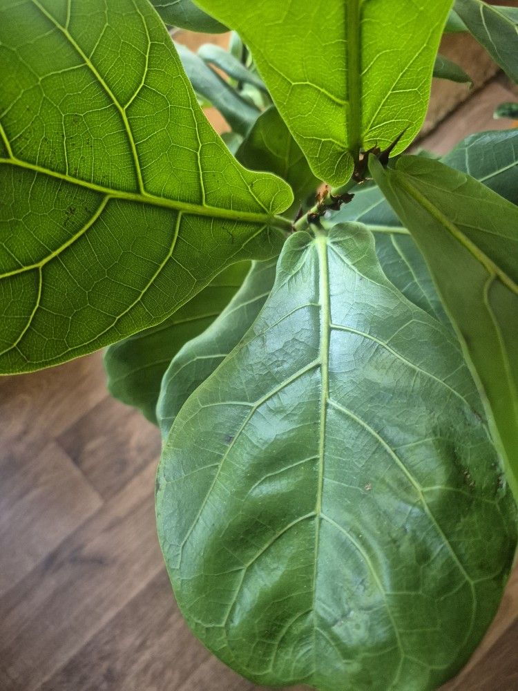 Fiddle Leaf Plant