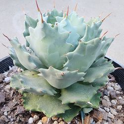 Agave Isthmensis - Starter Pup