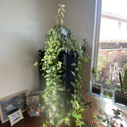 Beautiful Succulent Indoor 