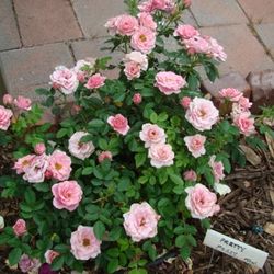 Hardy Mini Rose Bushes, See Last 4 Pictures For Size Of The Roses 