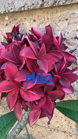 Small Hilo 1 gallon Plumeria - Red