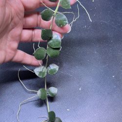 Hoya Lacunosa Fraser Hills