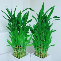 🎋Lucky 🍀 Bamboo 🎋Plants - Indoor Plant - $20 each