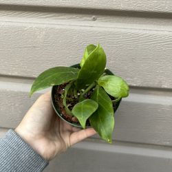 4” hoya obscura