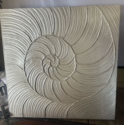 Z Gallery- Atlantic Sundial Seashell