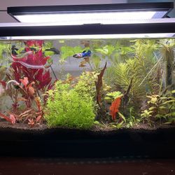 Beautiful 10-gal high-tech tank all-in-one bundle!
