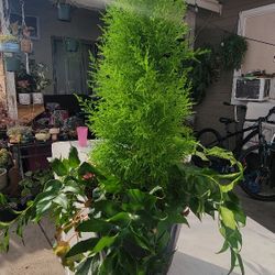 2 Feet Limon Pine Tree With Chinese vine Plant