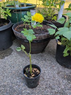 Yellow Rose