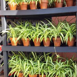 Spider Plants In Clay Pots