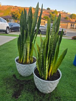 Snake plant