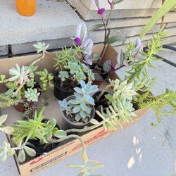 6 pots Of Mixed Succulents 