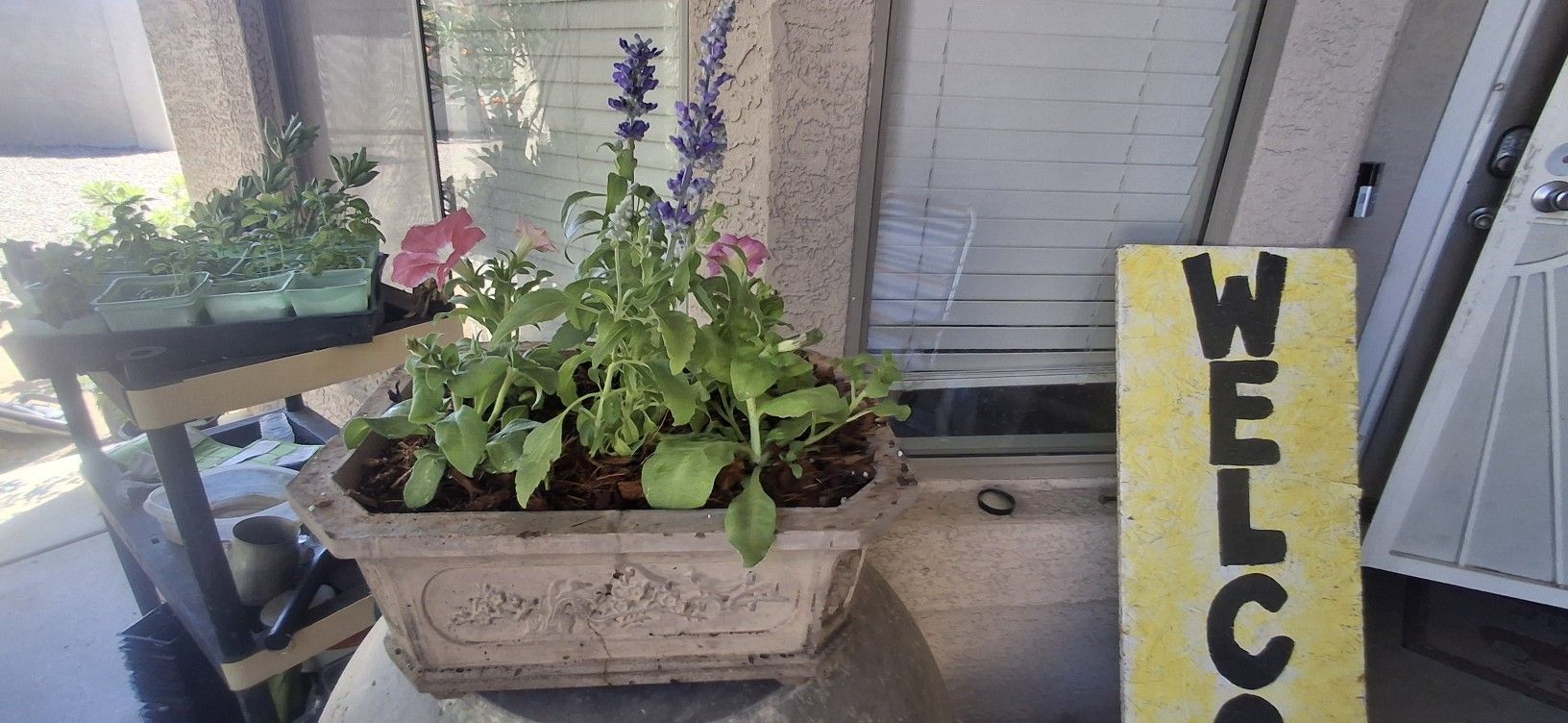 Bonsai Flower Plantr Plants