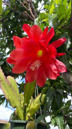 Planta