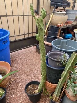 43” inches Totem Pole Cactus